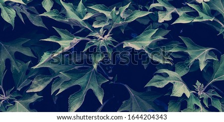 Tropical leaves background. Vintage natural texture wallpaper. Cinematic look of nature.