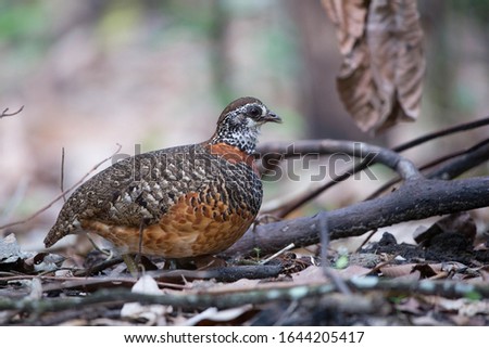 The chestnut-necklaced partridge is a species of bird in the family Phasianidae. It is found in forests in the Thai-Malay Peninsula, Sumatra and Borneo.