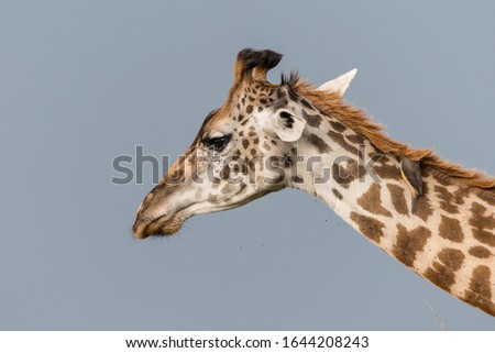 The giraffe (Giraffa camelopardalis) is an African artiodactyl mammal, the tallest living terrestrial animal and the largest ruminant. Head details.
