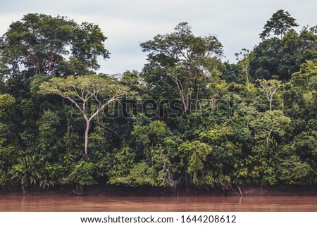 the trees of the jungle on the amazon river - somewhere in Colombia Amazon