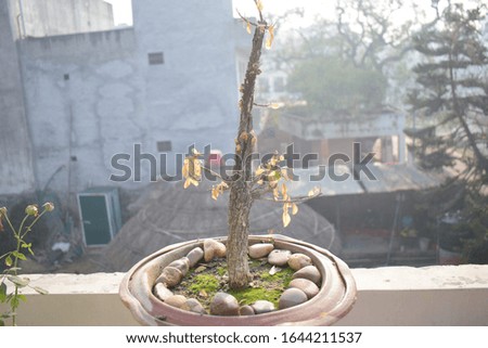 A potted tree without leaves.