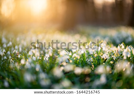 Snowdrop flower in the flowerbed of snowdrops during sunset, Royalty-Free Stock Photo #1644216745