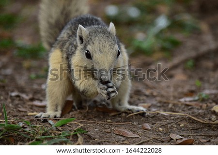 A​ cute​ squirrel​ eating nut