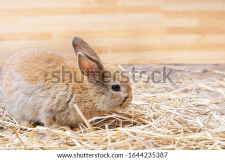 Funny bunny or baby rabbit brown fur and long ears is sitting on straw floor use as for Easter Day.