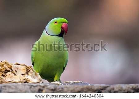 The rose-ringed parakeet, also known as the ring-necked parakeet, is a medium-sized parrot in the genus Psittacula, of the family Psittacidae Royalty-Free Stock Photo #1644240304