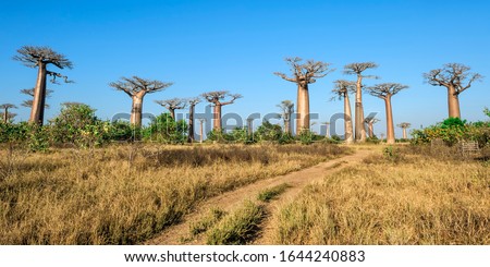 Baobab alley (Adansonia Grandidieri), Morondava, Toliara province, Madagascar Royalty-Free Stock Photo #1644240883