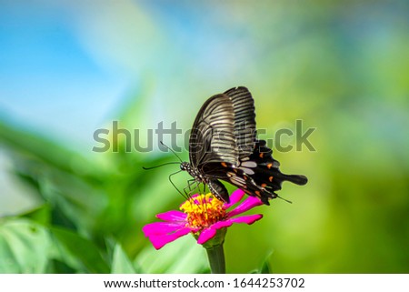 Butterfly flying Wild flowers of clover and butterfly in a meadow in nature in the rays of sunlight in summer in the spring close-up of a macro. A picturesque colorful artistic image with a soft focus
