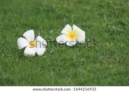 Two white plumeria flowers On the lush green lawn