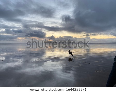 Dog silhouetted against a moody sunset