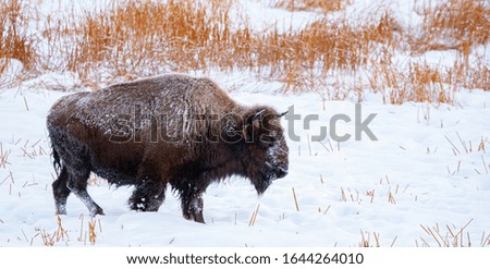 Yellowstone Bison in Winter landscape