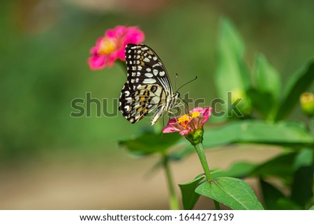  Wild flowers of clover and butterfly in a meadow in nature in the rays of sunlight in summer in the spring close-up of a macro. A picturesque colorful artistic image with a soft focus