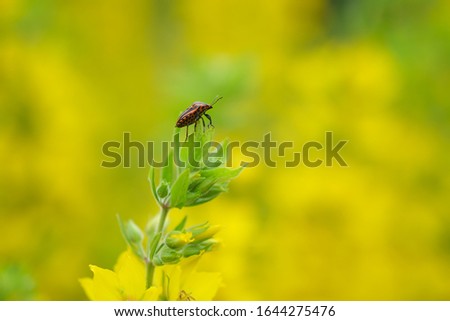 Yellow flowers (Punctata Lysimachia) with sitting on top of a plant bug (graphosoma lineatum) in the garden. Blurred beautiful flowers. Selective focus