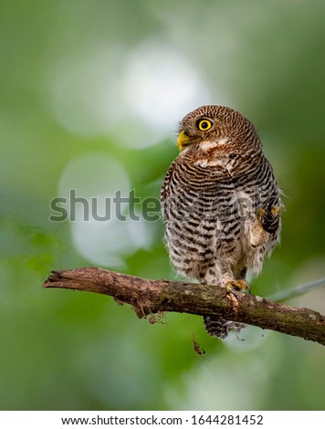 Jungle owlet, barred jungle owlet