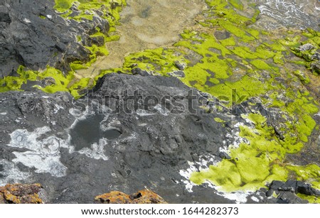Rocky volcanic seashore covered with mosses. Gray-green texture.