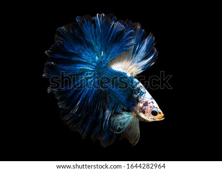 Multi color Siamese fighting fish(Rosetail)(halfmoon),fighting fish,Betta splendens,on black background with clipping path