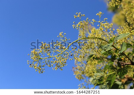 A beautiful shot of green cotinus coggygria plants under the clear blue sky