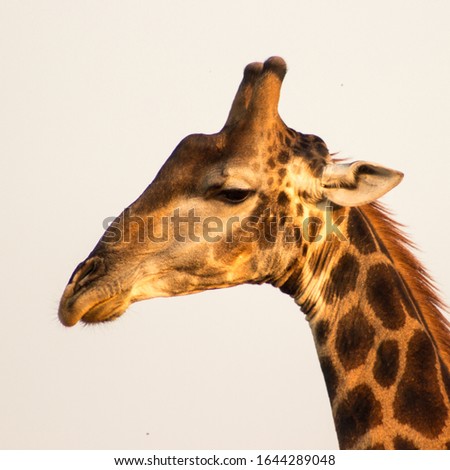 Profile view of the head of a southern giraffe, giraffa camelopardalis, in the late afternoon sun with a light grey background, in the Kruger National Park, South Africa