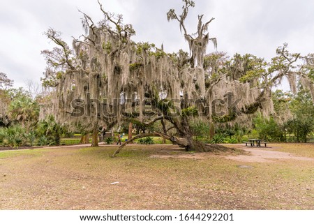 Live Oak Tree in City Park, New Orleans, Louisiana