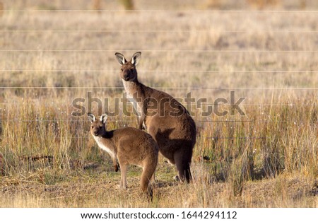 Western grey kangaroo (Macropus fuliginosus), Kangaroo Island, South Australia, Australia.
