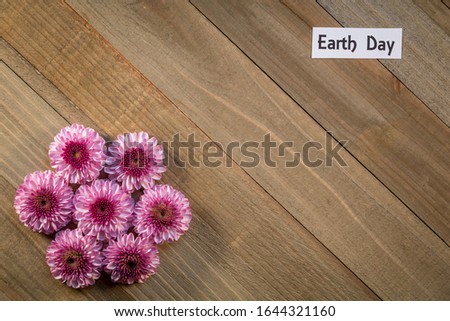 Earth Day Flowers composition of Pink Chrysanthemums spring concept on wood background flat lay with copy space
