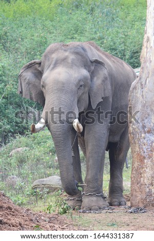 An elephant is tied to the tree in a reserve forest camp. Very aggresive behaviour animal was into the forest later