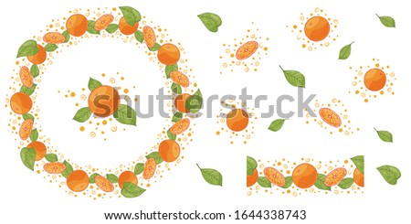 Vector wreath of orange slices of oranges and whole tangerines and seamless brush. Sweet, juicy citrus fruits with a spray of juice. For various design and printing. For postcards, cafes, restaurants.