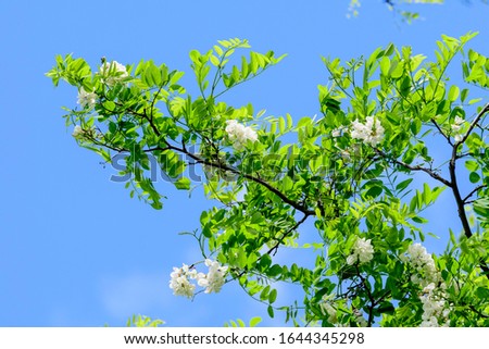 White flowers of Robinia pseudoacacia commonly known as black locust, and green leaves towards clear blue sky in a summer garden, beautiful outdoor floral background photographed with soft focus
