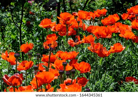 Close up of many red orange poppy flowers and small blooms in a British cottage style garden in a sunny summer day, beautiful outdoor floral background photographed with soft focus
