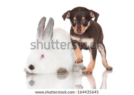 adorable puppy with a rabbit