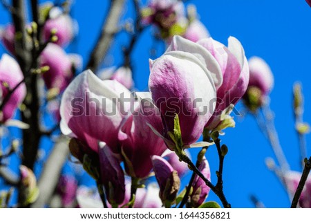 Close up of many delicate white pink magnolia flowers in full bloom on a branch in a garden in a sunny spring day, beautiful outdoor floral background
