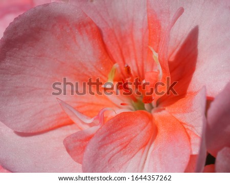 Spring Flower Closeup Picture of  Pink Geraniums