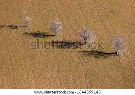 Aerial view of trees in the countryside, Majorca lands, Balearic Island, Spain.