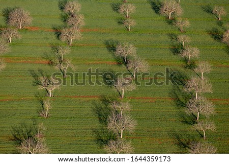 Aerial view of trees in the countryside, Majorca lands, Balearic Island, Spain.