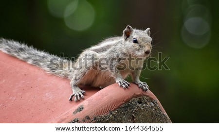 Image of the squirrel at Ahmedabad. 