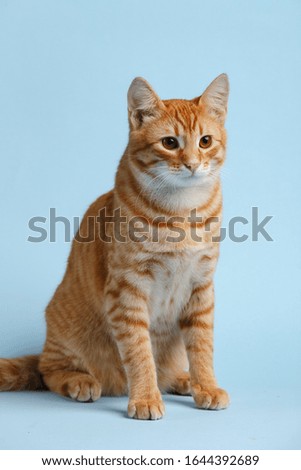 Cute red cat on a blue background