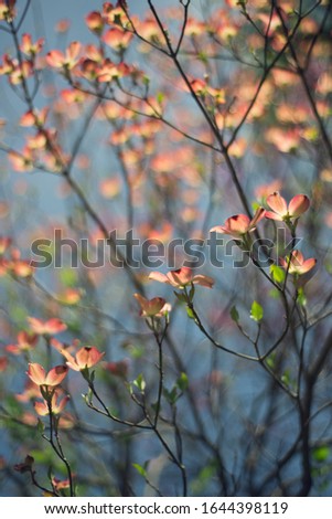 Pink dogwood flowers blooming in the spring