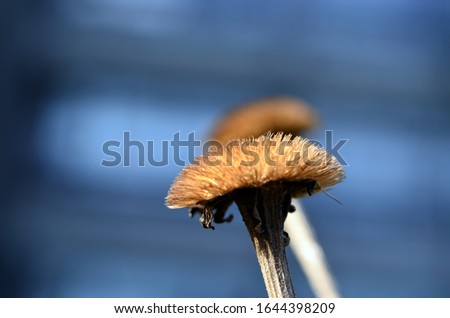 Close up of a withered flower