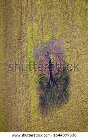Aerial view of  a tree in a farm land, Majorca lands, Balearic Island, Spain.