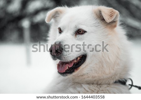 White Furred Snow Dogs in Alaska 
