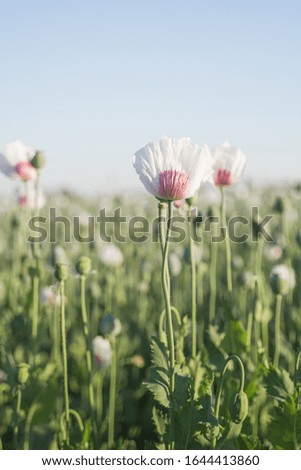 Blooming white poppy field near the town Sumperk.