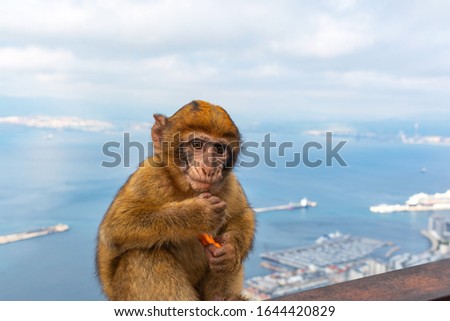 Close-up portrait of a monkey, Strait of Gibraltar, Spain. With selective focus