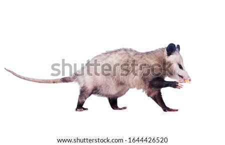  Pregnant  Virginia Opossum Female (Didelphis virginiana) or common opossum—the only marsupial (pouched mammal) eats apple slice. Isolated on white background