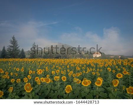 pretty sunflower field print .