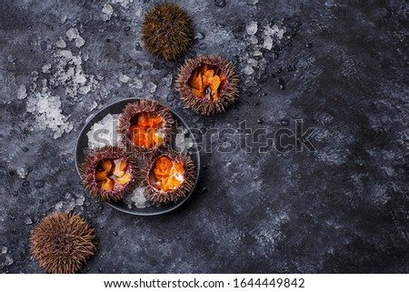 Fresh opened sea urchins on ice over dark concrete background. Overhead view, copy space Royalty-Free Stock Photo #1644449842