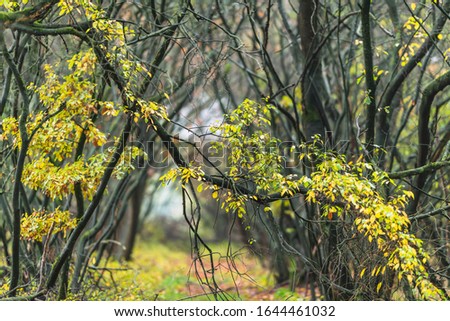 Swirling trees with yellow foliage in autumn.