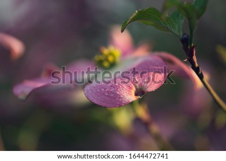 Close-up of pink dogwood flowers blooming in the spring