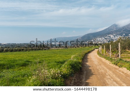 A rural road that crosses a quiet green field with an olive plantation and a mountain in the background