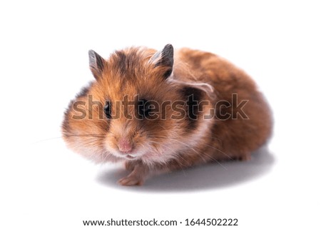 Funny Syrian hamster on a white background