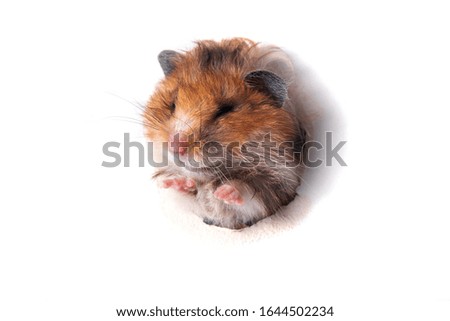 Funny red Syrian hamster peeps through paper hole