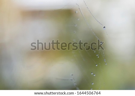 Water drops on web of an orb-web spider, Konstanz, Baden-Wuerttemberg, Germany, Europe Royalty-Free Stock Photo #1644506764